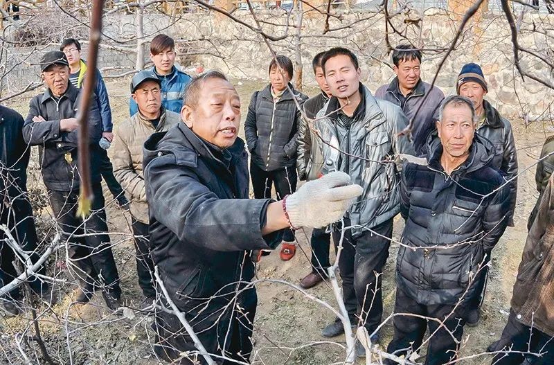 李保国在河北省内丘县岗底村向村民讲解果树修剪知识 新华社记者 朱旭东/摄
